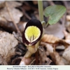 aristolochia steupii hostplant1